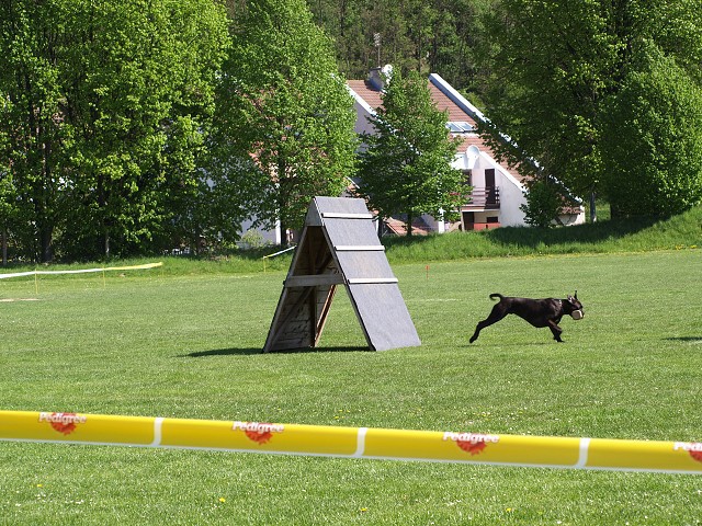 www.atibox.net * www.euroboxer.eu * www.boxergenealogia.eu